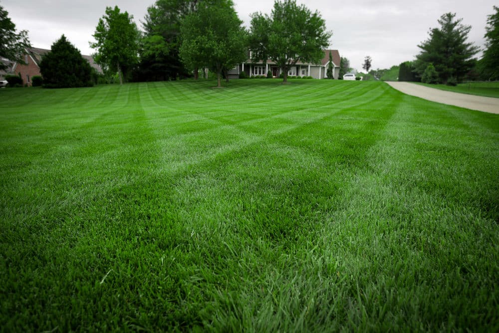 Gallery photos for Stunning Lawn Transformations in Kansas City: Image #9