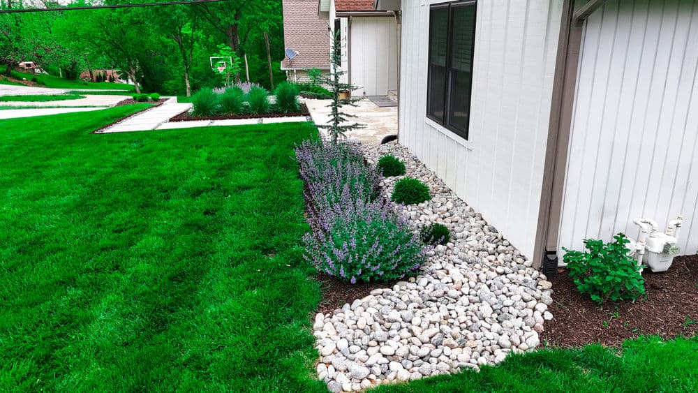 Flowering lavender and decorative rocks in a landscaped yard beside a modern home.